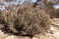 Melaleuca acuminata