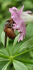 Rhingia rostrata