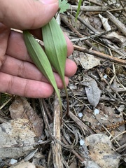 Lilium martagon pilosiusculum