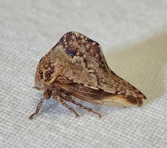 Telamona ampelopsidis