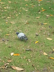 Columba livia domestica