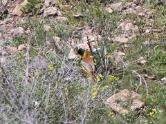 Emberiza melanocephala