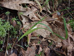 Melica subulata