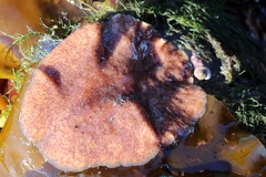Kaburakia excelsa