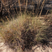 Porcupine Grass - Photo (c) Wayne Martin, some rights reserved (CC BY-NC), uploaded by Wayne Martin