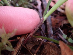 Melica subulata