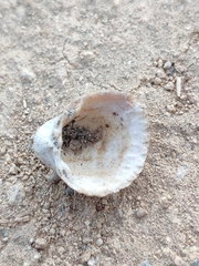 Cerastoderma glaucum