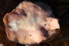 Kaburakia excelsa