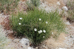 Calystegia longipes