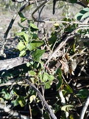 Kedrostis nana