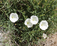 Calystegia longipes