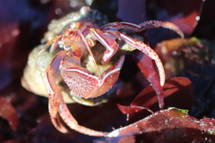 Elassochirus tenuimanus