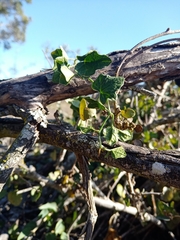 Kedrostis nana