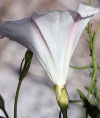 Calystegia longipes