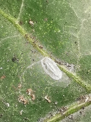 Lichtensia viburni