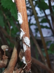 Pulvinaria hydrangeae