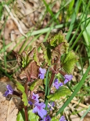 Glechoma hederacea