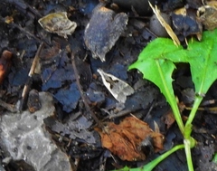 Dichomeris setosella