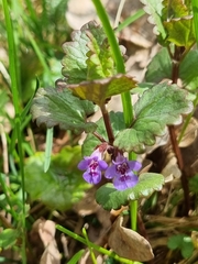 Glechoma hederacea