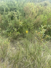 Iris xiphium lusitanica