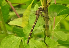 Cordulegaster bilineata