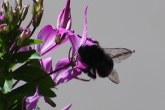 Bombus lapidarius