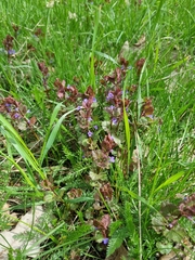 Glechoma hederacea