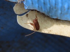 Myrmecophilus pergandei