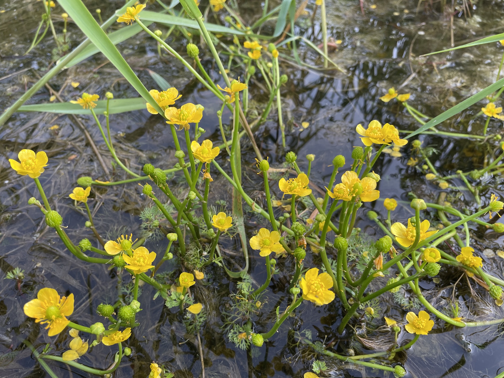 Ranunculus flabellaris