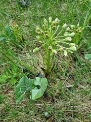 Petasites spurius