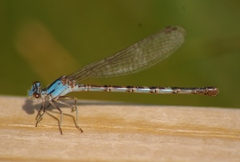Argia alberta