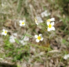 Physaria pallida