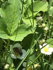 Apis mellifera
