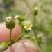 Horseweed - Photo (c) Anthony Mendoza, some rights reserved (CC BY-NC-SA)