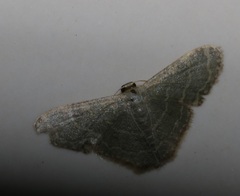 Lophophleps triangularis