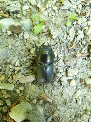 Dorcus parallelipipedus