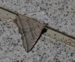 Lysimelia neleusalis