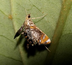 Nymphicula