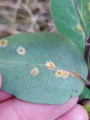 Puccinia festucae