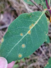 Puccinia festucae