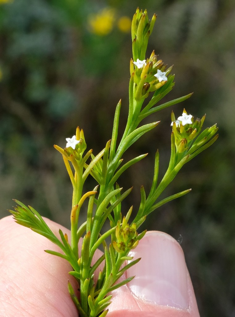Thesium capitellatum