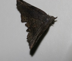 Pangrapta obscurata
