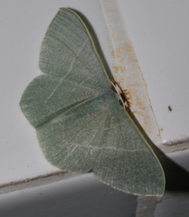 Pelagodes antiquadraria