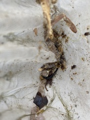 Thermonectus