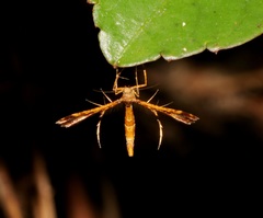 Xyroptila oenophanes