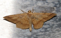 Krananda falcata