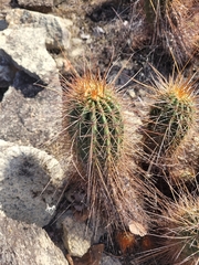 Coleocephalocereus purpureus