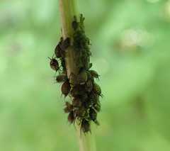 Aphis sambuci