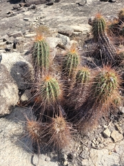 Coleocephalocereus purpureus