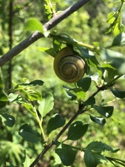 Cepaea nemoralis